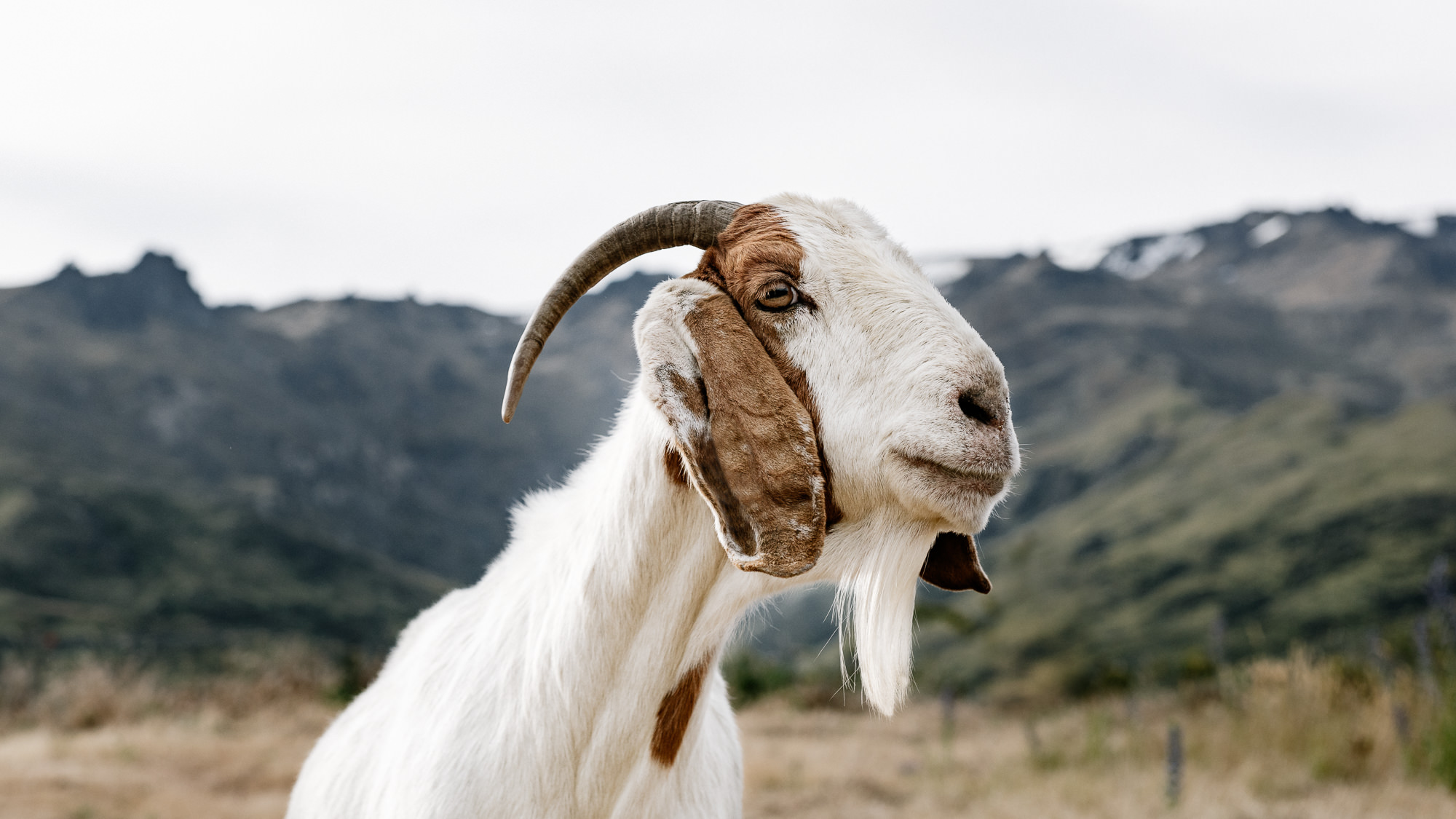 野山羊中奥塔哥黑皮诺红葡萄酒nanny Goat Central Otago Pinot Noir招商价格 新西兰中奥塔哥野山羊酒庄